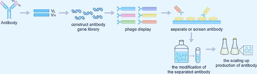 The Overview of Recombinant Antibody-CUSABIO